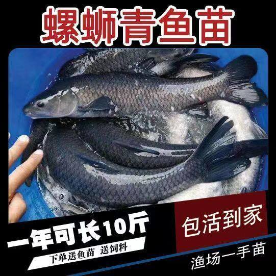 大青鱼苗特大号螺蛳青鱼半斤黑皖鱼苗草鱼苗20厘米淡水养殖鲫鱼