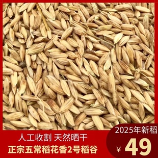 2025年稻花香2号稻谷带壳稻子鲜米机专用无杂质五常稻花香新谷子