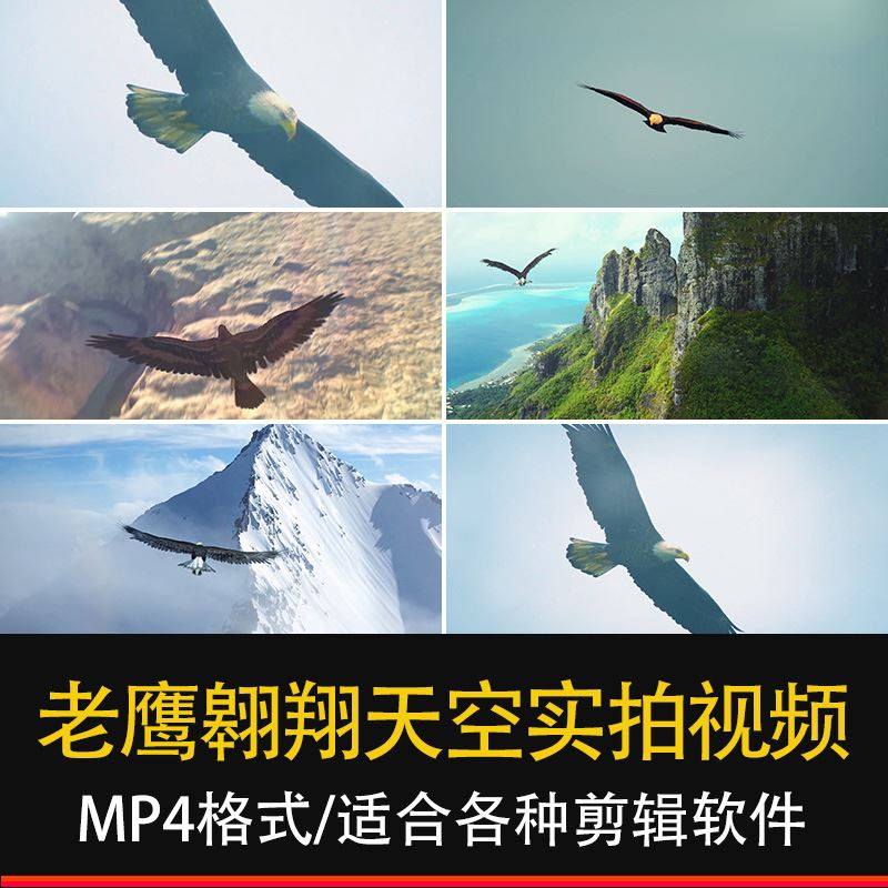 雄鹰大鹏展翅高飞蓝天翱翔 老鹰飞跃高山鹰击长空 高清视频素材