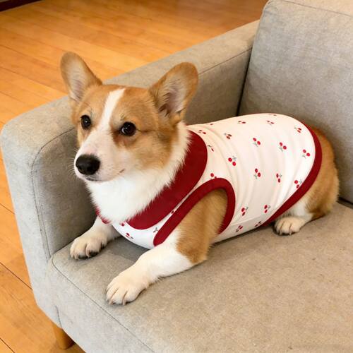宠物狗狗衣服春秋款翻领超萌樱桃印花舒适背心中型犬柯基柴犬法斗