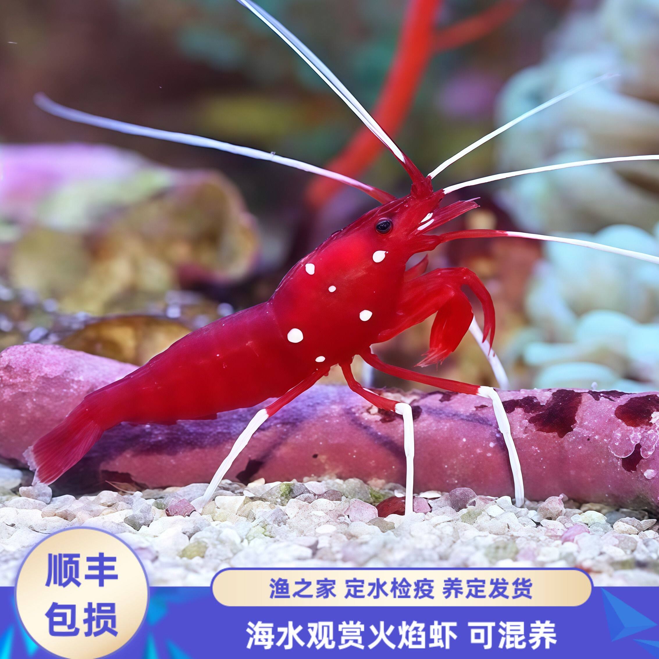 【渔之家】艳红火焰虾海水观赏虾海缸清洁除藻虾活体虾工具虾易养