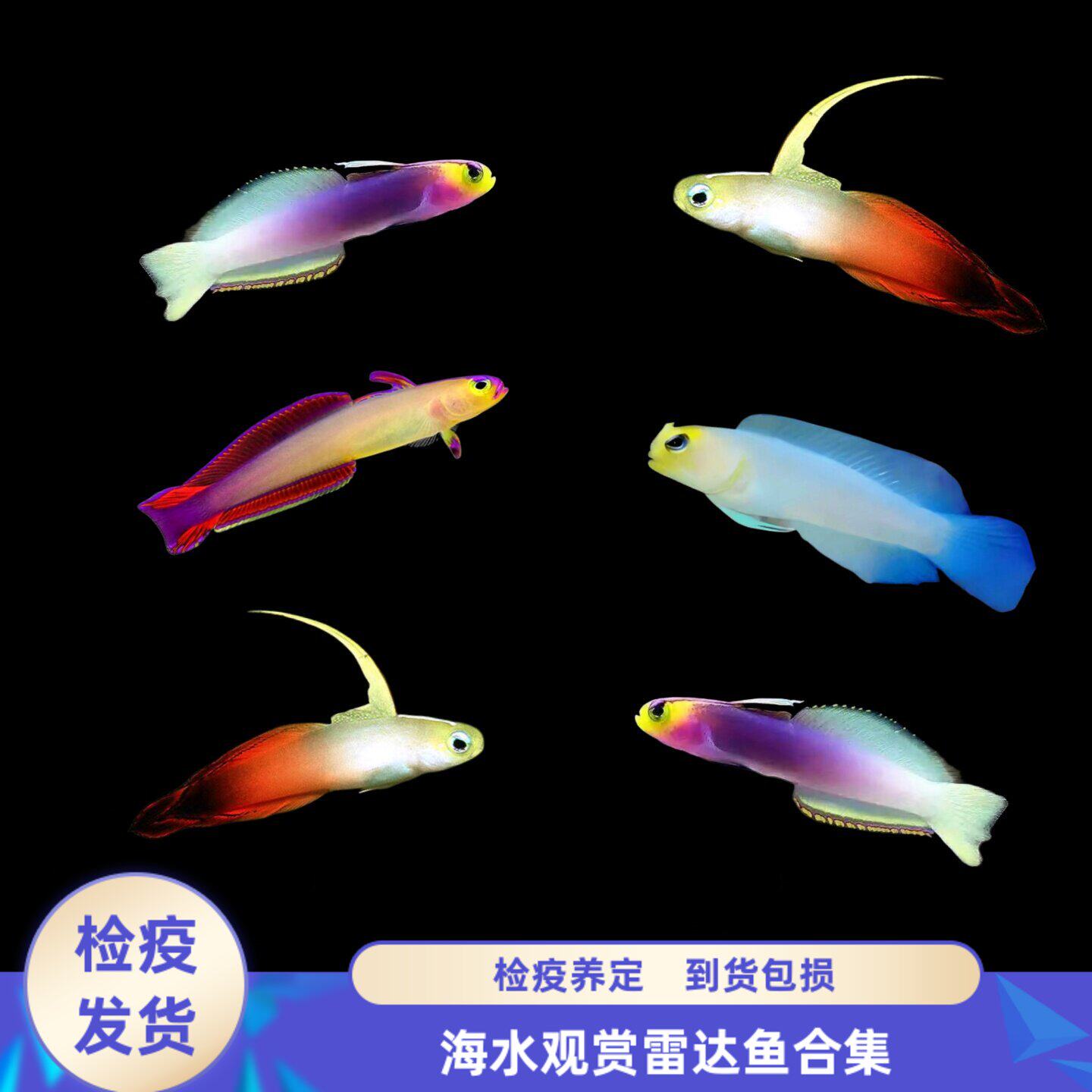 【渔之家】雷达鱼海水鱼红雷达紫雷达大溪地火鸟美国鸳鸯养定检疫