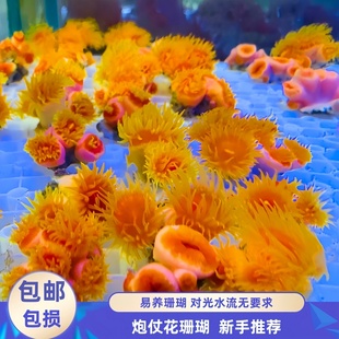 【渔之家】炮仗花珊瑚海缸软体太阳花养易养耐活新手耐活海水生物