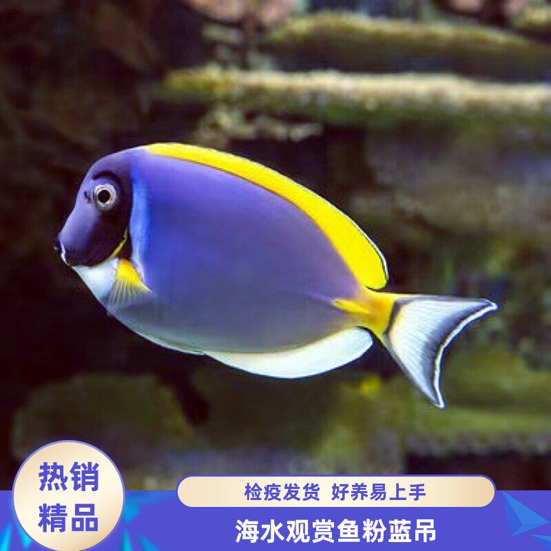 【渔之家】粉蓝吊 白胸刺尾鱼马代海水观赏鱼活体倒吊类养定检疫