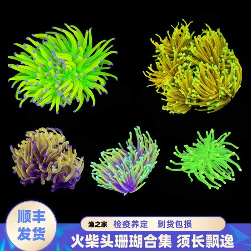 渔之家火柴头珊瑚活体水族印尼