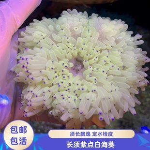 【渔之家】紫点白海葵珊瑚长须海水缸易养耐活新手活体包损包活