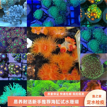 【渔之家】珊瑚活体荧光绿草皮纽扣闪千手海水缸试水易养新手推荐