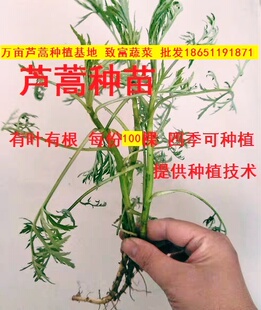 每份100株 包邮 芦蒿根 泥蒿苗 芦蒿杆