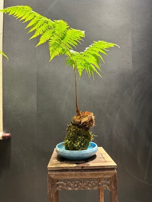 水培红磷蕨苔藓球蕨类植物绿植室内办公室书房茶几一叶蕨好养盆栽