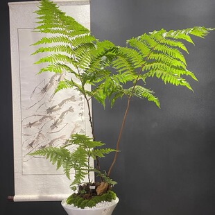 一叶蕨红鳞蕨大型蕨类植物书房茶室禅意办公室内好养易活绿植盆栽