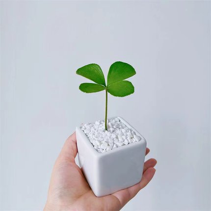 四叶幸运草墨西哥铁树办公室内电脑桌面绿植花卉小盆栽植物防辐射