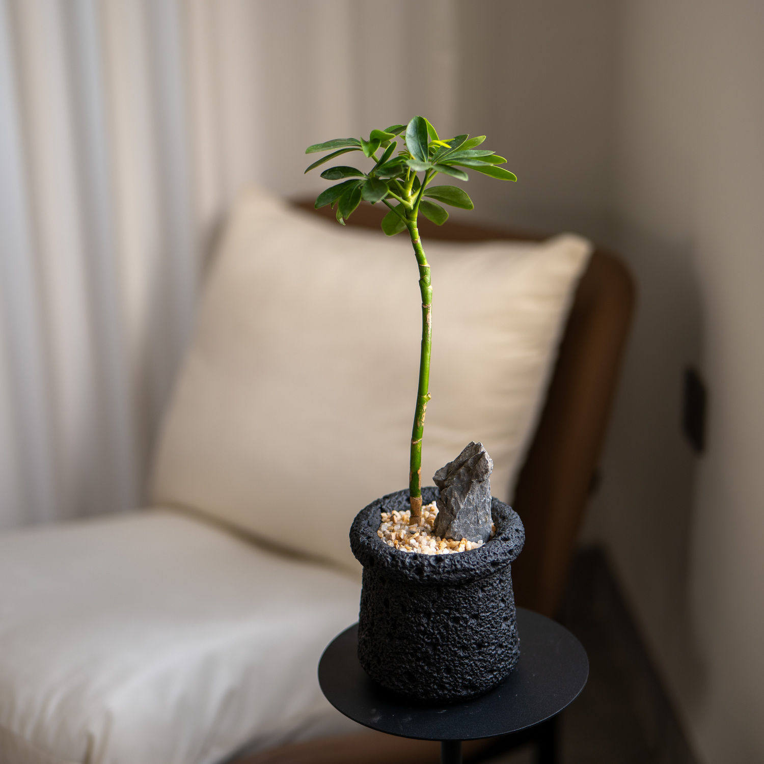 海岛八方来财盆景室内客厅茶室内桌面小众绿植盆栽奇特植物好养活