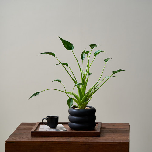 小舞者海芋绿植室内好养净化空气