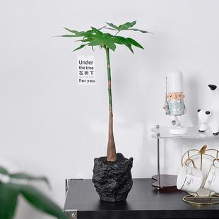 原生高杆发财树独杆造型办公室内绿植客厅前台桌面招财运耐旱植物