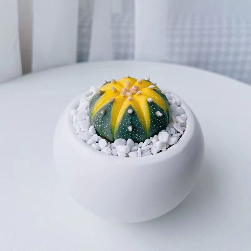 黄金兜星兜锦多肉植物新手好养