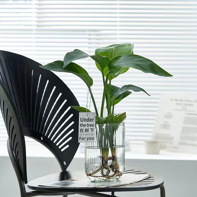 水培玻璃瓶天堂鸟绿植净化空气