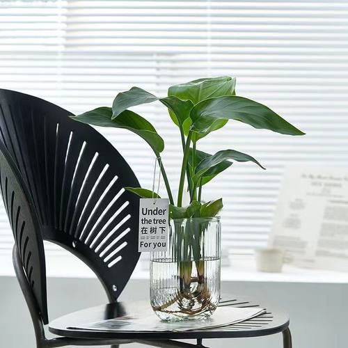 水培玻璃瓶天堂鸟绿植净化空气