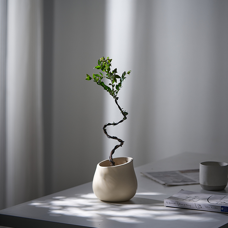 造型小叶紫檀绿植盆栽四季常绿