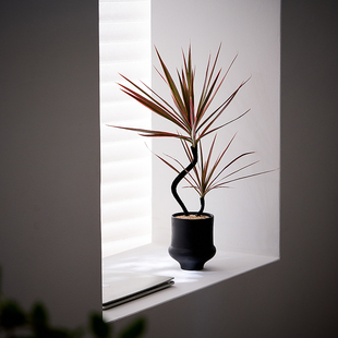 中古侘寂风造型双株千年木植物茶室内装饰好养盆栽净化空气绿植