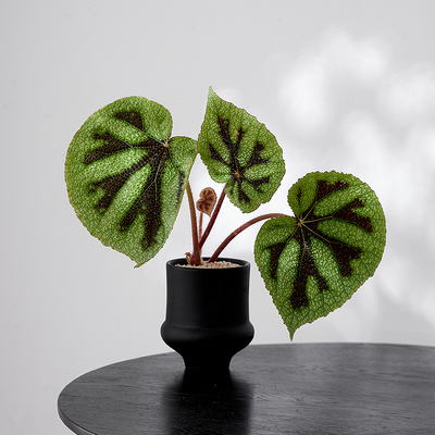 美纹秋海棠网红绿植室内净化空气