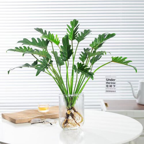 水培玻璃瓶春羽绿植净化空气