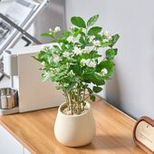 茉莉花盆栽重瓣浓香开花不断室内阳台四季 好养花卉绿植驱蚊草防蚊