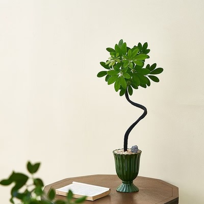 造型鸭脚木盆栽室内净化空气