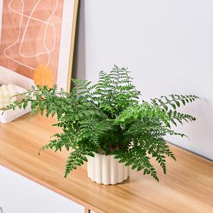 吉姆蕨绿植盆栽蕨类植物办公室内客厅四季常绿好养花卉净化空气
