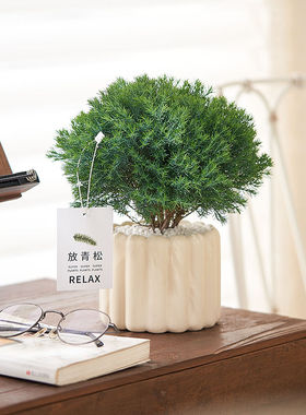 雾松盆栽小清新室内客厅放青松绿植办公室植物净化空气懒人好养