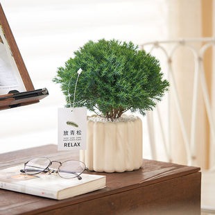 雾松盆栽小清新室内客厅放青松绿植办公室植物净化空气懒人好养