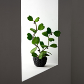 造型双株心叶球兰有趣多肉植物长藤垂吊室内阳台盆栽绿植新手好养