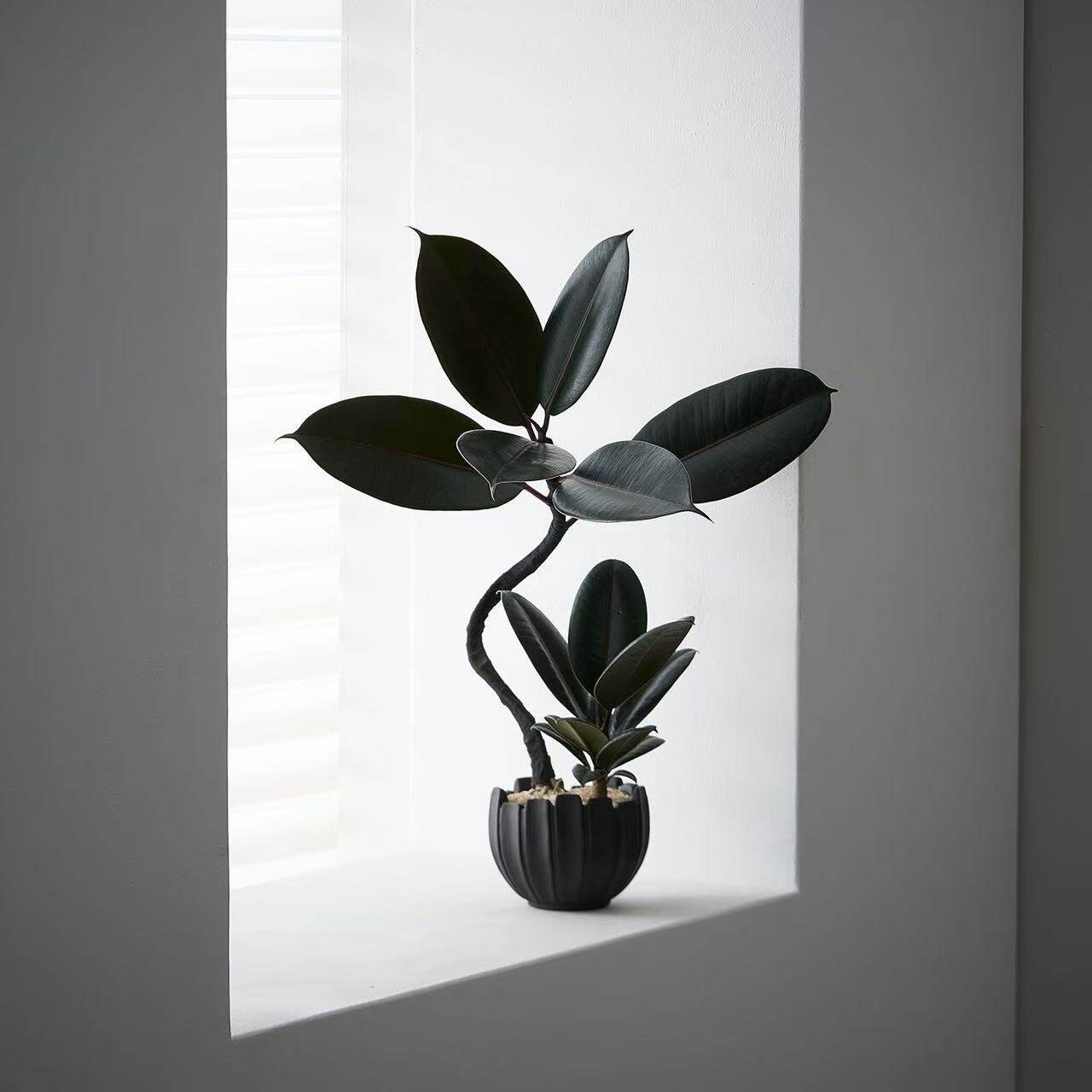 中古侘寂风造型双株橡皮树植物茶室内装饰好养盆栽净化空气绿植,鲜花速递/花卉仿真/绿植园艺,绿植,淘宝优惠券,粉丝福利购,淘宝优惠卷