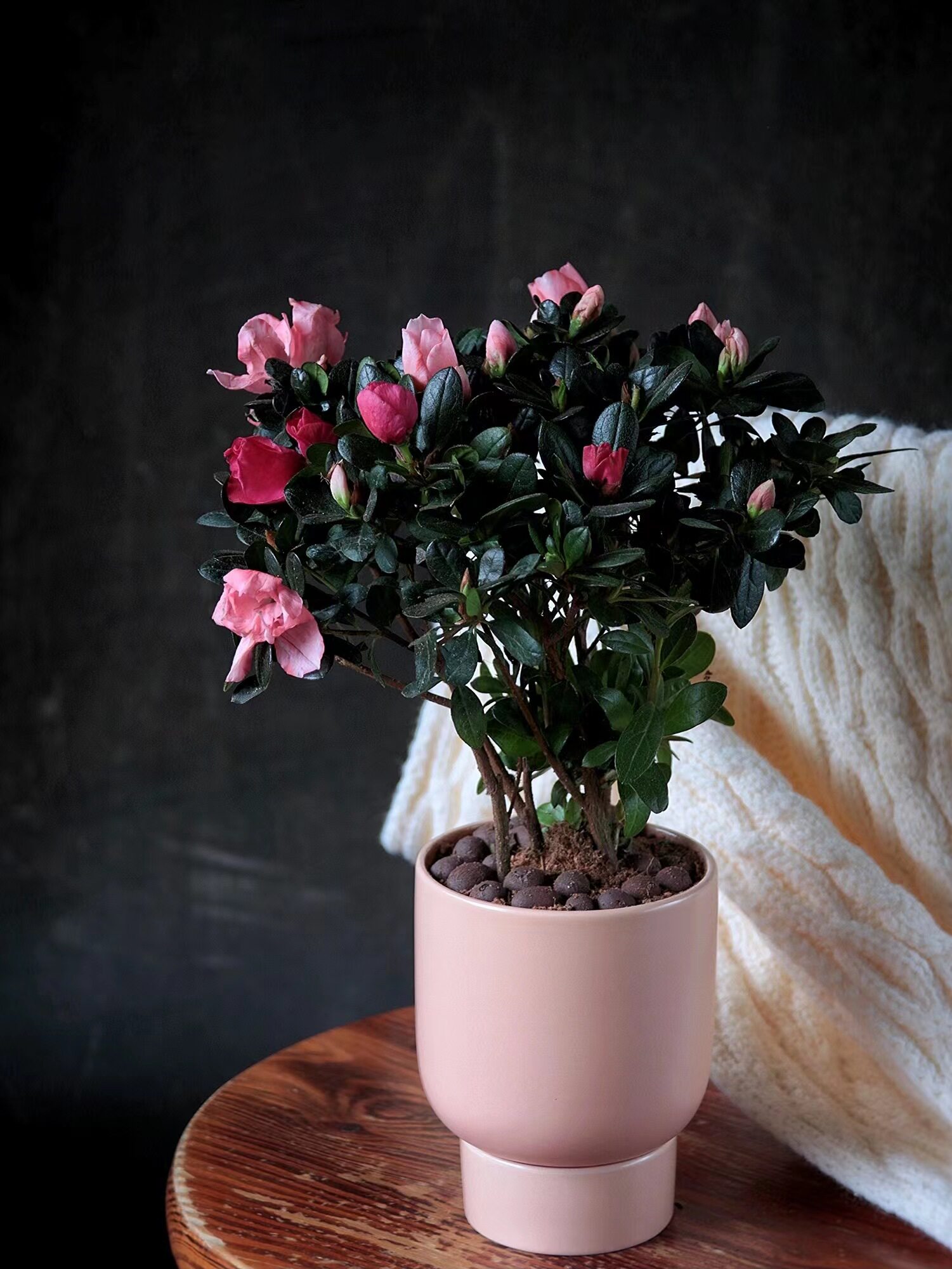 西洋杜鹃花卉四季开花比利时杜鹃鲜花苗带花苞室内盆栽绿植吸甲醛