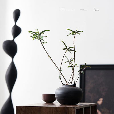 叶下珠绿植盆栽北欧简约风格四季常绿观叶植物阳台客厅净化空气