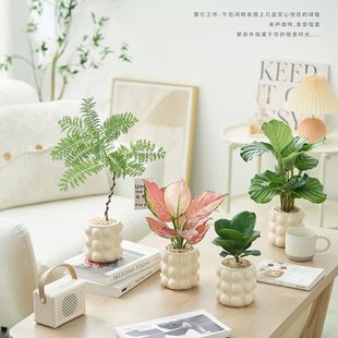 北欧ins青纹竹芋绿植盆栽花卉办公客厅室内桌面摆件净化空气除甲