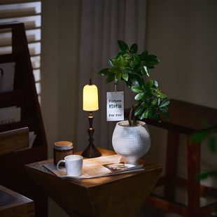 中古侘寂风造型丛生鸭脚木植物室内装饰盆栽懒人好养净化空气绿植