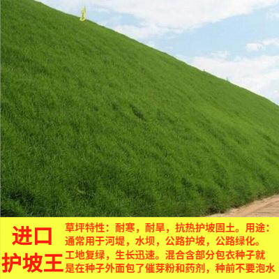 进口护坡王草坪草籽四季常青耐寒耐旱工程庭院绿化护坡草籽耐践踏