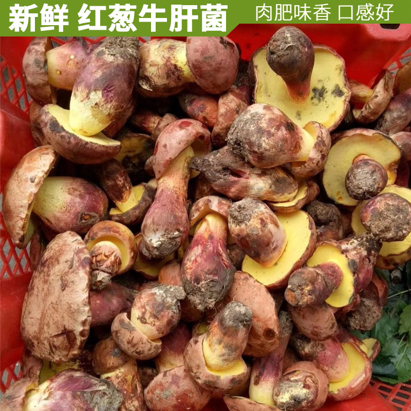 新鲜野生云南特产见手青黄牛肝菌
