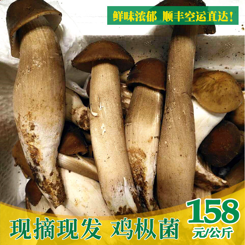 美味鸡枞菌新鲜菌菇食用菌蘑菇云南特产免邮黑皮露水鸡纵菌一公斤