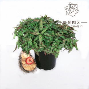 食用香草盆栽越南香菜芫荽叻沙叶生菜沙拉春卷牛肉粉鸭蛋仔好伴侣