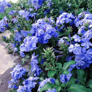 蓝雪花盆栽超凡蓝色花卉四季开花植物室外阳台庭院爬藤花卉带花