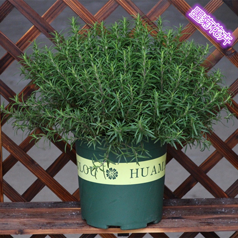 食用迷迭香牛排腌制烤制室外植物