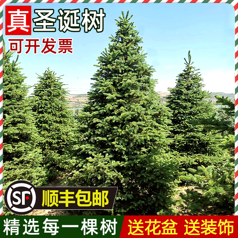 真的圣诞树真树活的诺贝松真树松树圣诞节绿植挪威云杉圣诞树盆栽