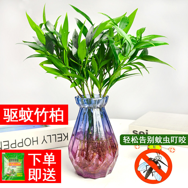 竹柏驱蚊竹水培植物室内客厅水养绿植花卉盆栽水培驱蚊竹四季好养
