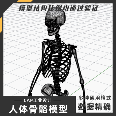 人体骨骼参考模型 犀牛结构建模Rhino proE C4D 3Dmaxstp设计素材