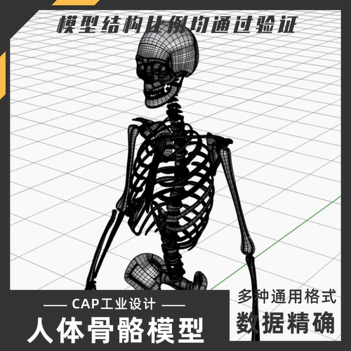 人体骨骼参考模型 犀牛结构建模Rhino proE C4D 3Dmaxstp设计素材
