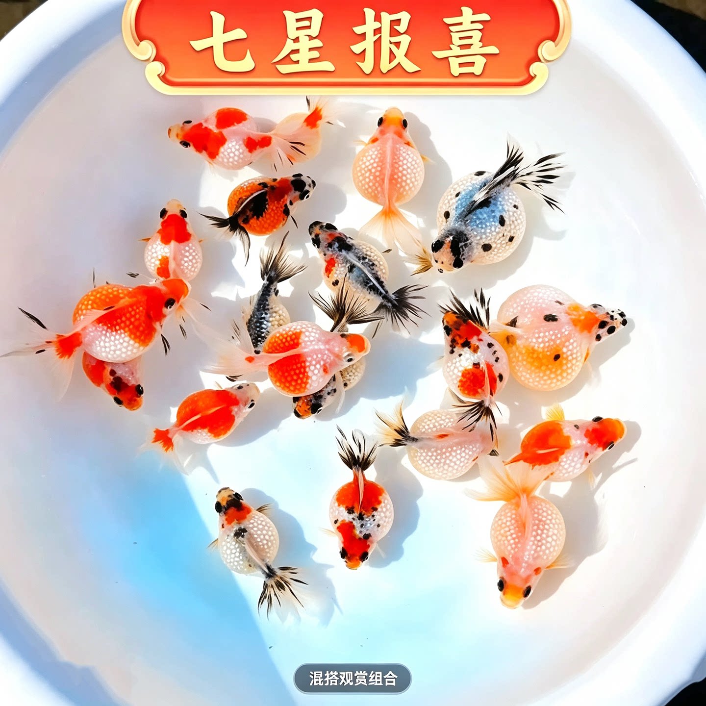 皇冠珍珠金鱼 鼠头珍珠活体观赏鱼 精品皮球 水族 宠物 淡水鱼苗