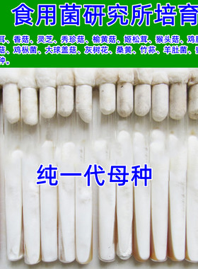 平菇纯一代母种菌丝粗壮活性强