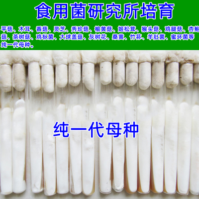 平菇纯一代母种菌丝粗壮活性强