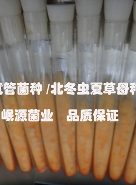 虫草母种北虫草母种试管种一级菌种大头孢子头蛹虫草70元一支菌种